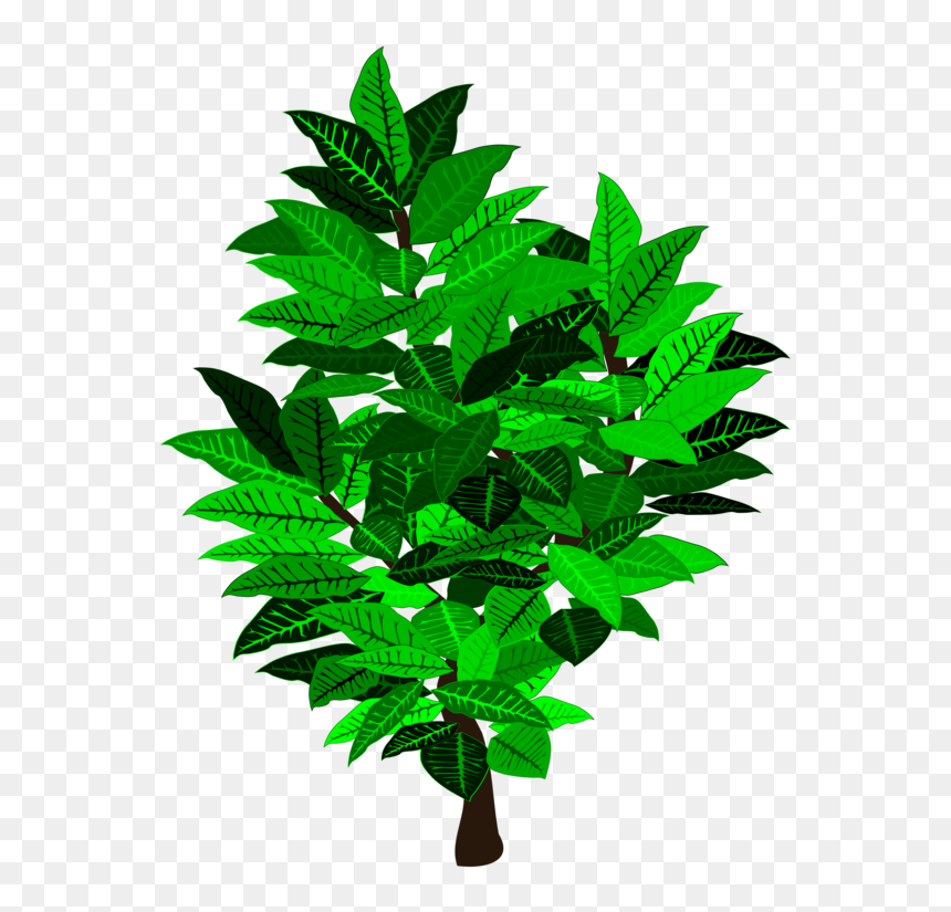 Illustration, HD Png Download - evergreen shrub png