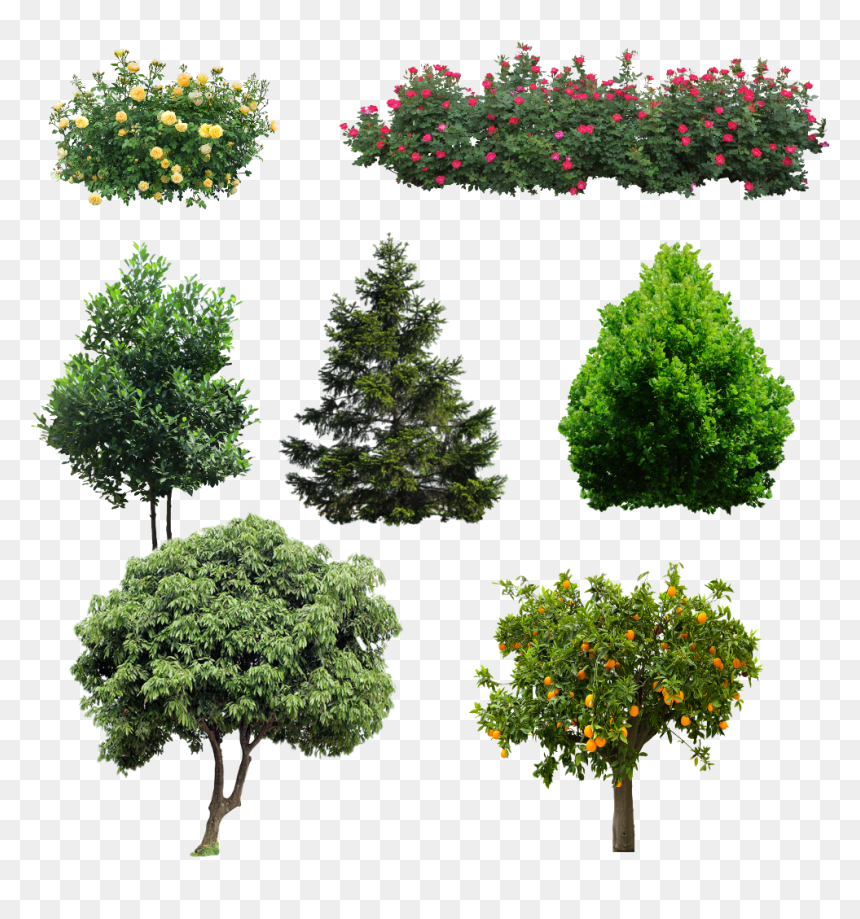 Árbol De Litchi, HD Png Download - evergreen shrub png