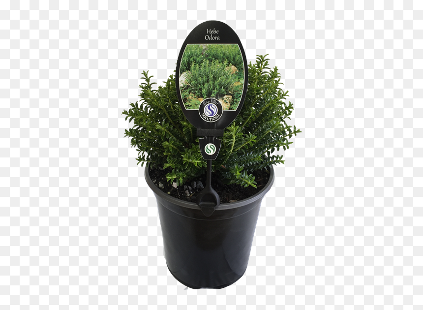 Flowerpot, HD Png Download - evergreen shrub png