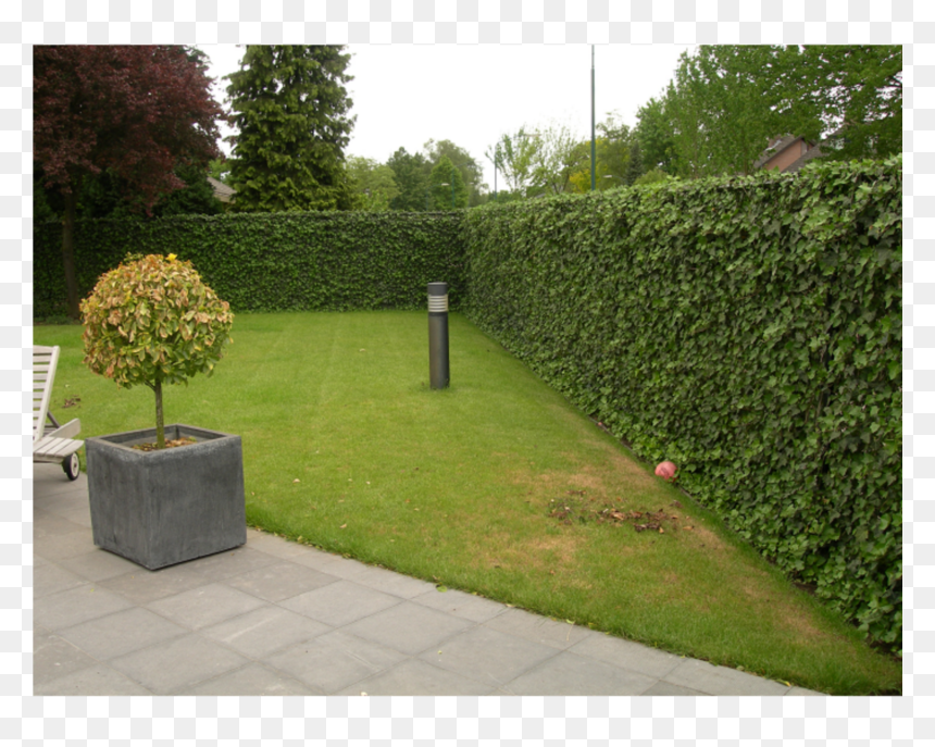Borostyán A Kertben, HD Png Download - evergreen shrub png