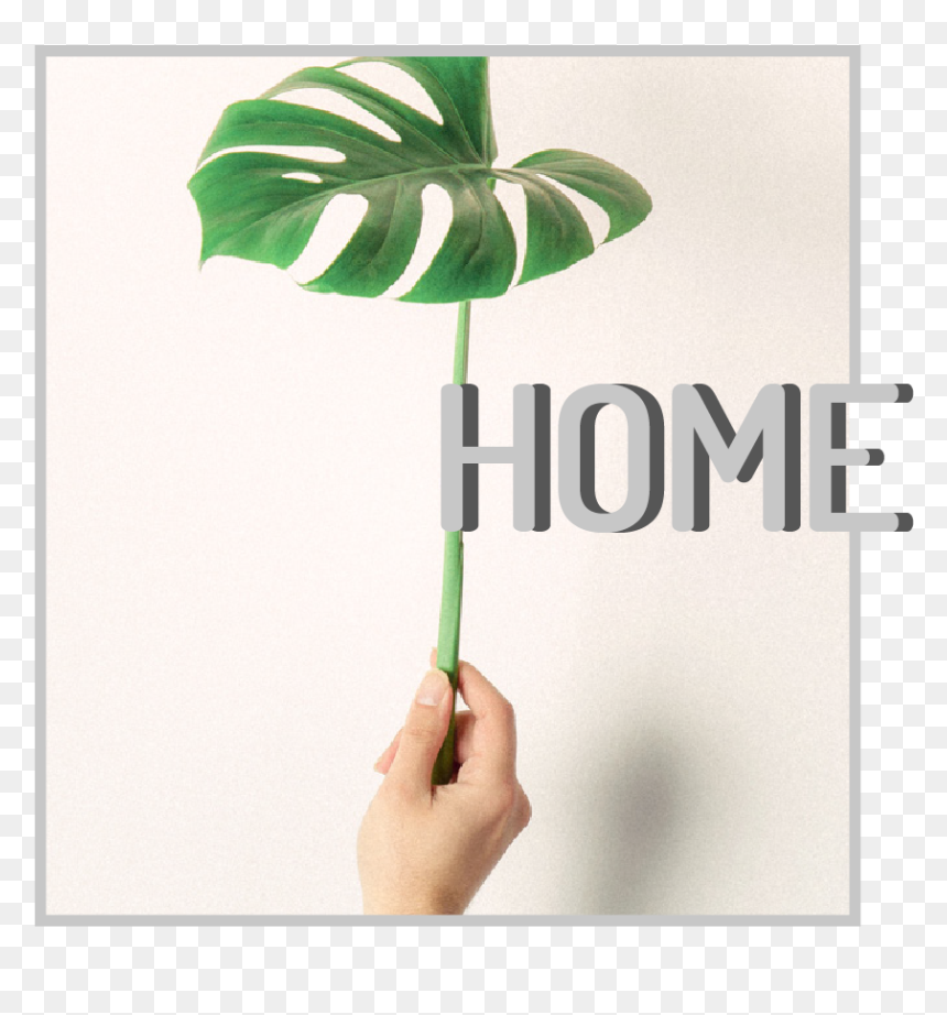 Monstera Rozmnażanie Z Liścia, HD Png Download - 5% off png