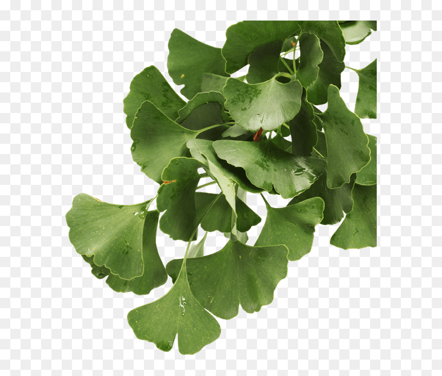 Gambel Oak, HD Png Download - ginkgo tree png