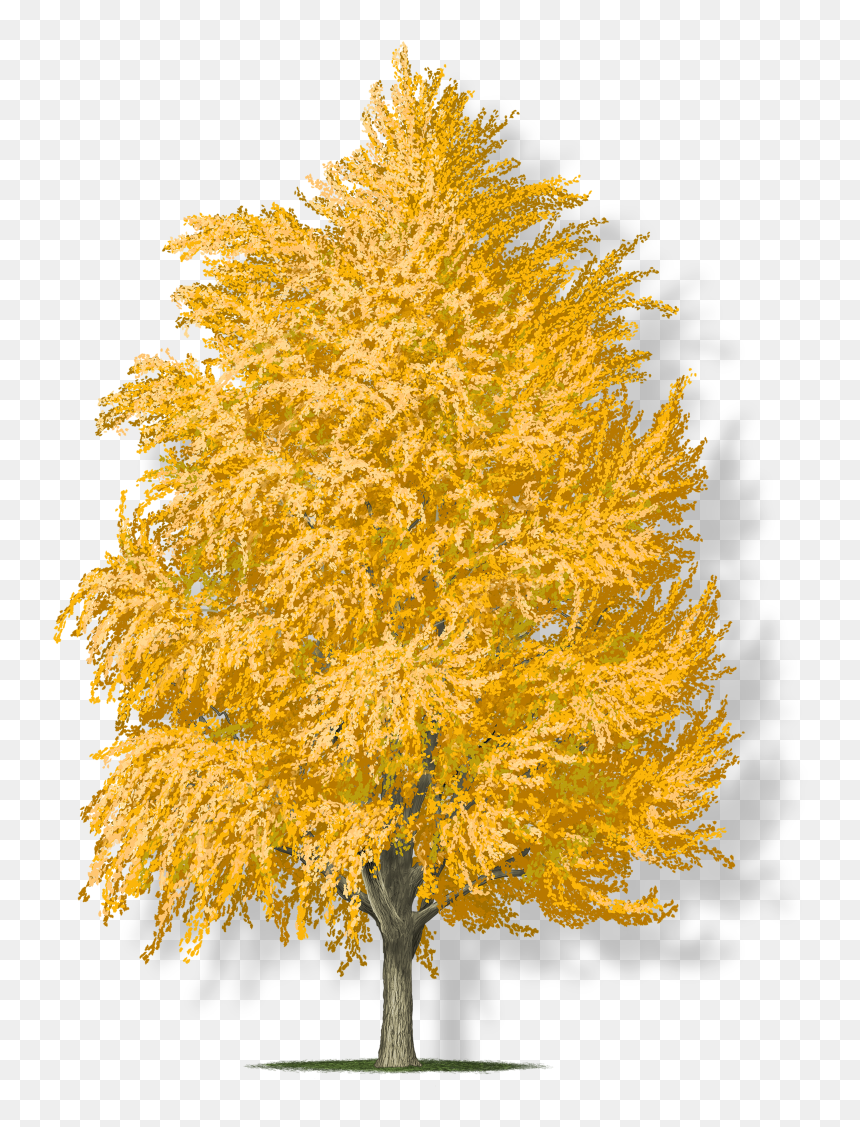 Maple, HD Png Download - ginkgo tree png