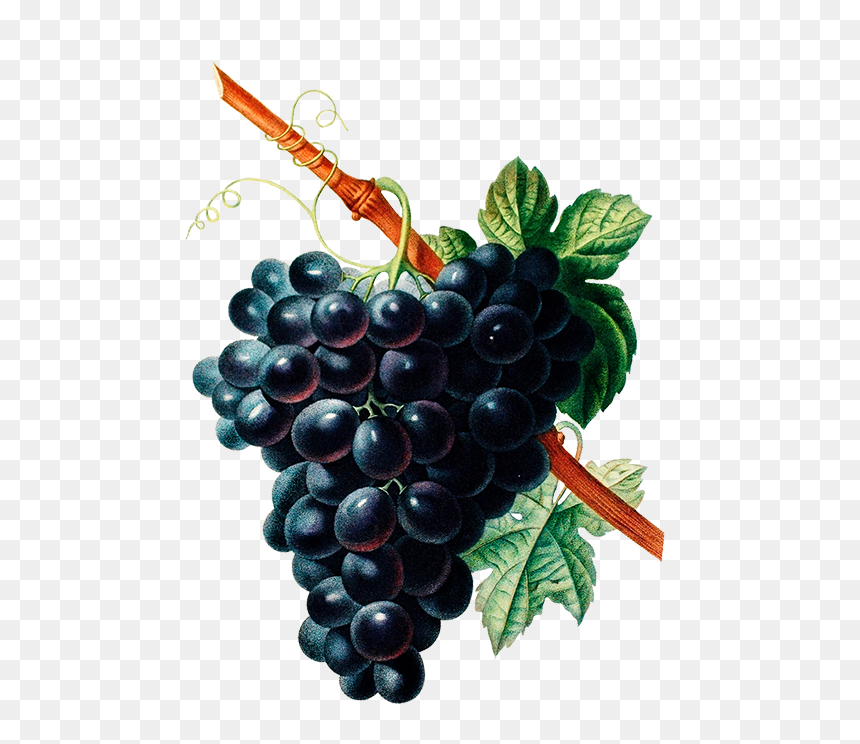Fruit And Flower Drawing, HD Png Download - pansies png