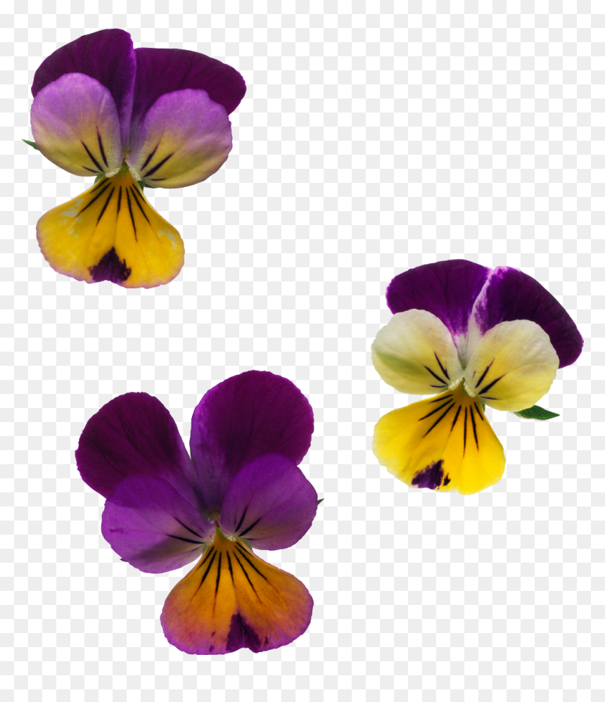 Country Market Nursery, HD Png Download - pansies png
