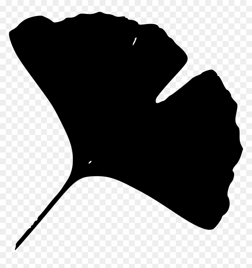 Clip Art Ginkgo Leaf, HD Png Download - ginkgo tree png