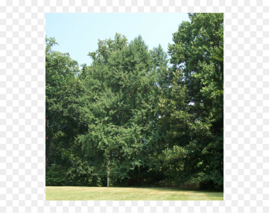 Pond Pine, HD Png Download - ginkgo tree png