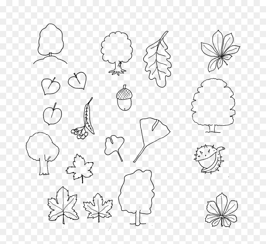 은행 나무 색칠 하기, HD Png Download - ginkgo tree png
