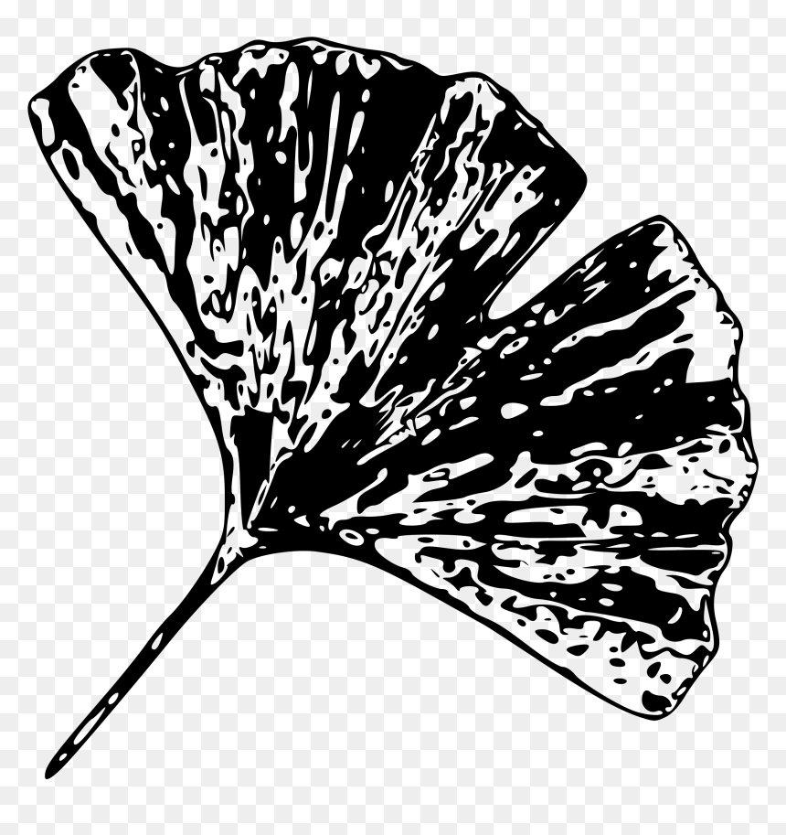 Black And White Gingko Leaf, HD Png Download - ginkgo tree png