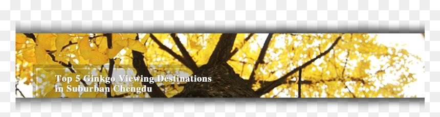 Ginkgo Tree Png, Transparent Png - ginkgo tree png