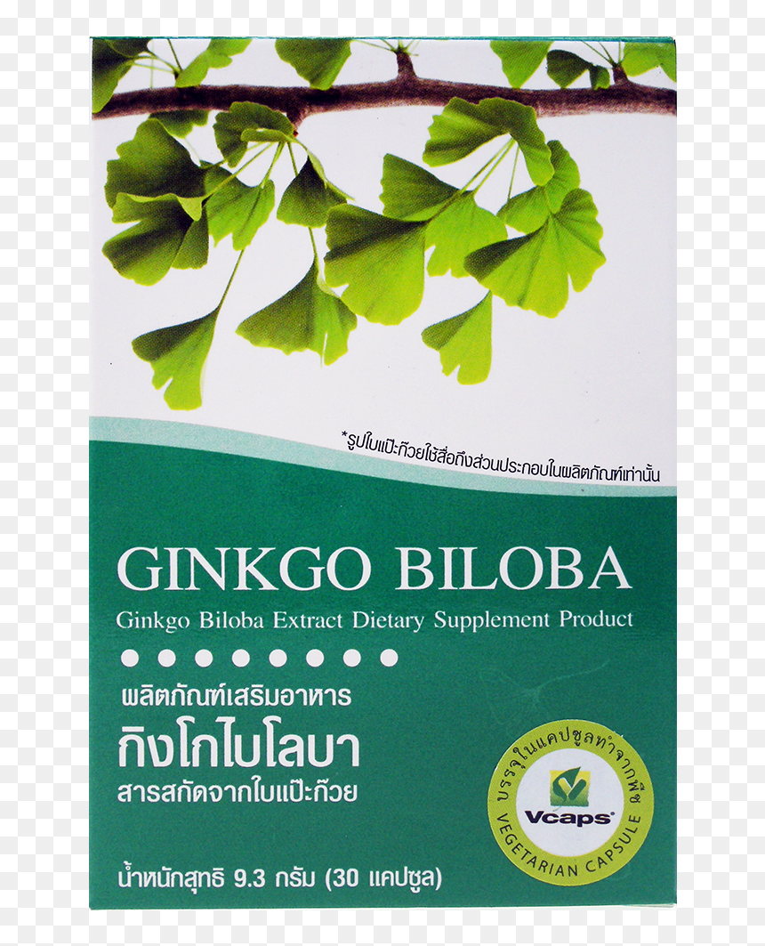 Maidenhair Tree, HD Png Download - ginkgo tree png
