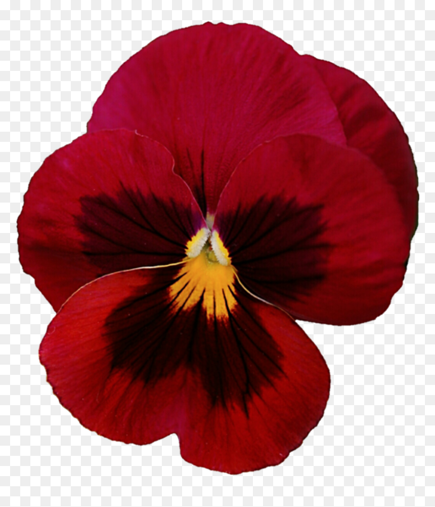 Viola X Wittrockiana, HD Png Download - pansies png