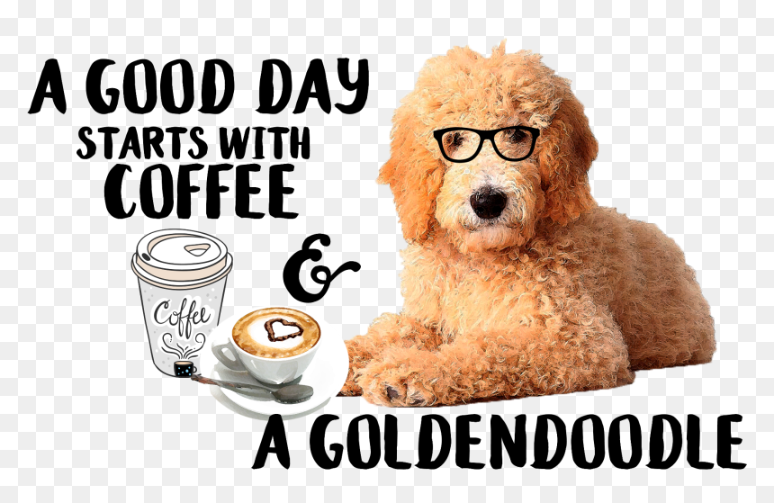 Poodle, HD Png Download - golden doodle png