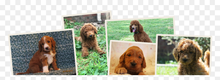 Standard Poodle, HD Png Download - golden doodle png