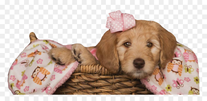 Labradoodle, HD Png Download - golden doodle png