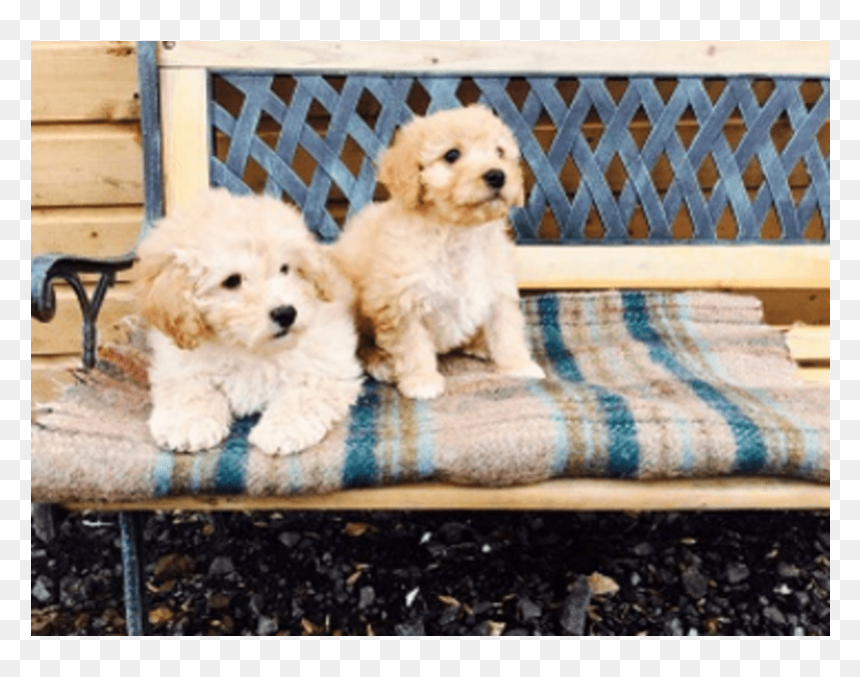 Companion Dog, HD Png Download - golden doodle png