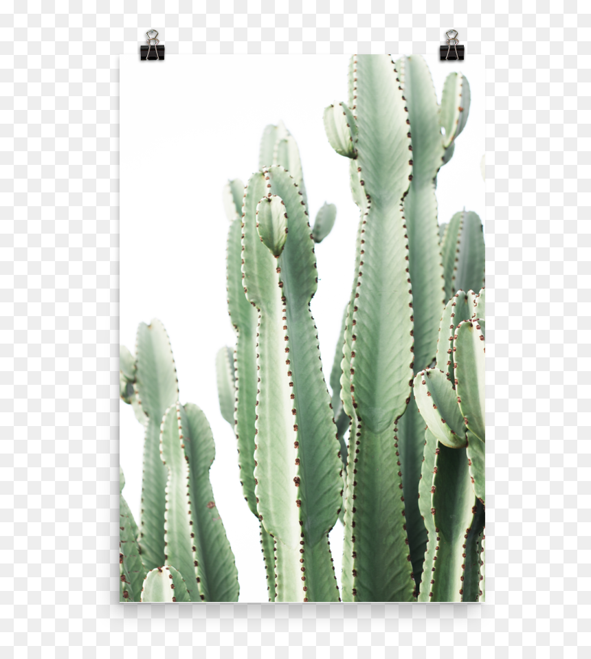 Cactus, HD Png Download - cactus.png