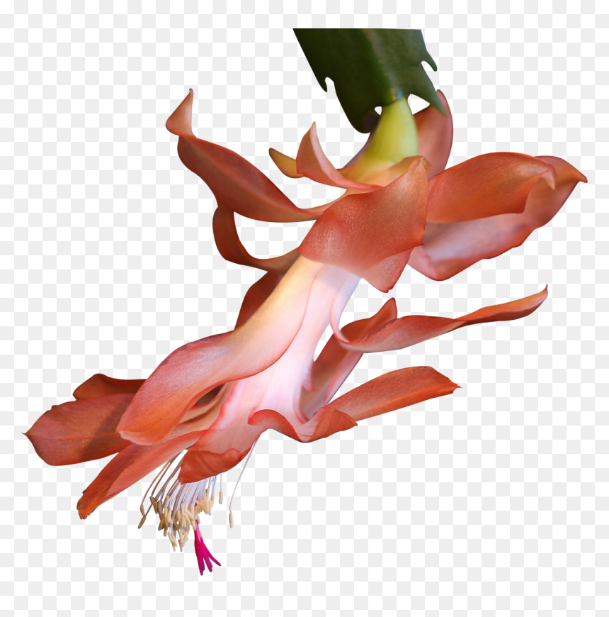 Planta Exotica Png, Transparent Png - cactus.png
