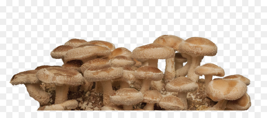 Agaric, HD Png Download - shiitake mushroom png