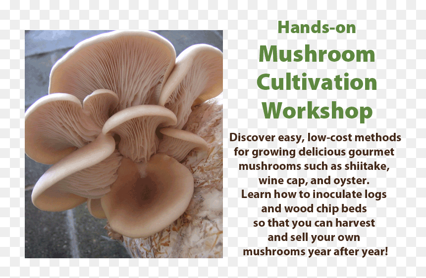 Mushroom Cultivation Workshop, HD Png Download - shiitake mushroom png