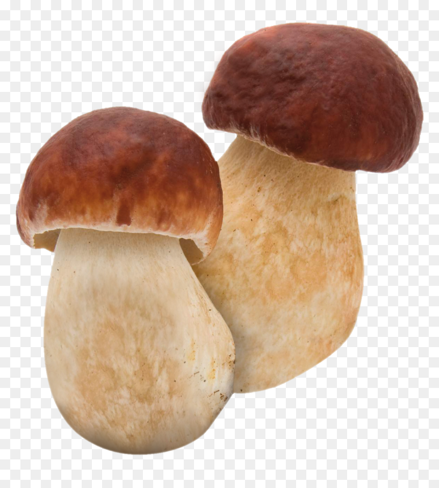 Penny Bun Png, Transparent Png - shiitake mushroom png