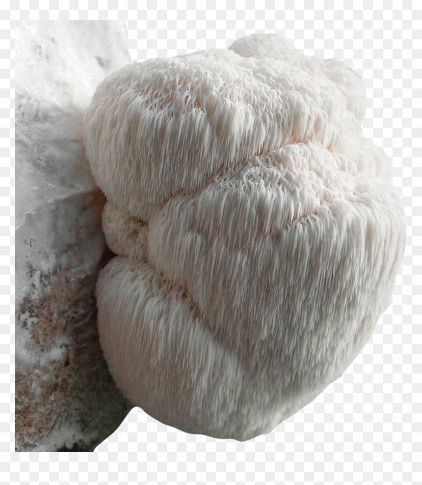 Hericium Erinaceus, HD Png Download - shiitake mushroom png