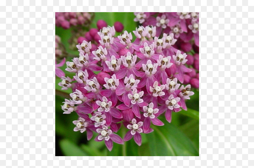 Milkweed Flower, HD Png Download - milkweed png