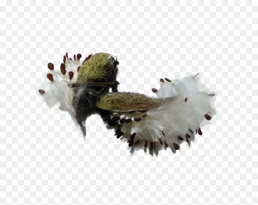 Flower, HD Png Download - milkweed png