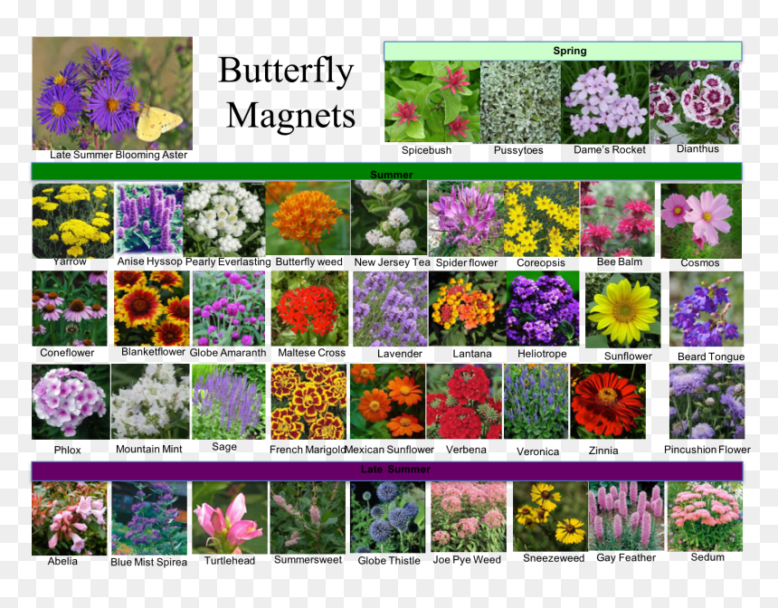 Viola, HD Png Download - milkweed png
