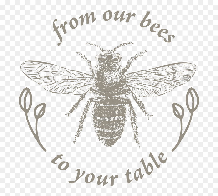 Net-winged Insects, HD Png Download - buzzing bee png