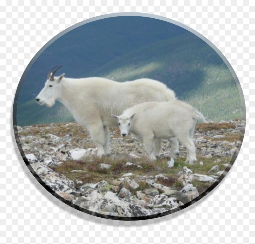 Mountain Goat, HD Png Download - mountain goat png