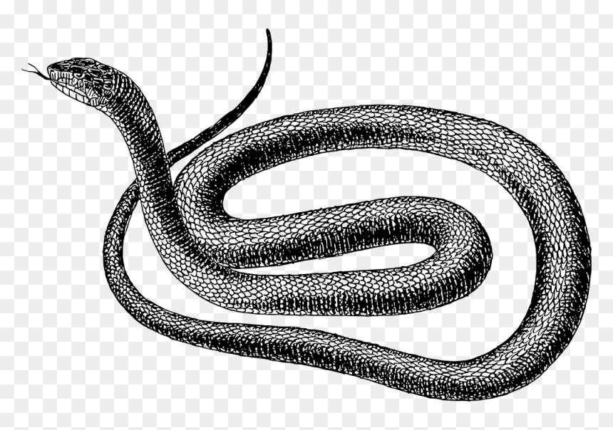 Snake Black And White Png, Transparent Png - snake skeleton png