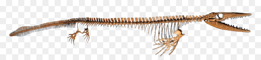 Zophobas Morio, HD Png Download - snake skeleton png