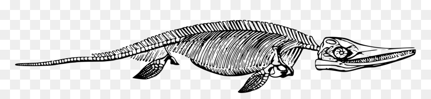 Ichthyosaurus Fossil Clipart, HD Png Download - snake skeleton png