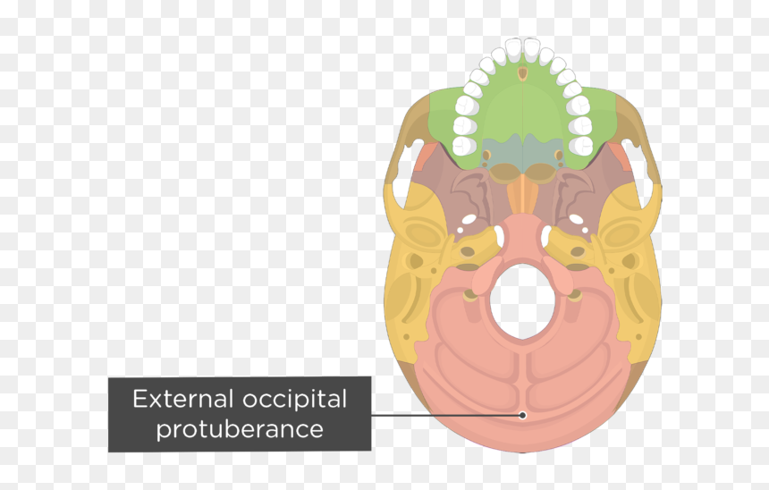 Tympanic Part Of Temporal Bone, HD Png Download - snake skeleton png