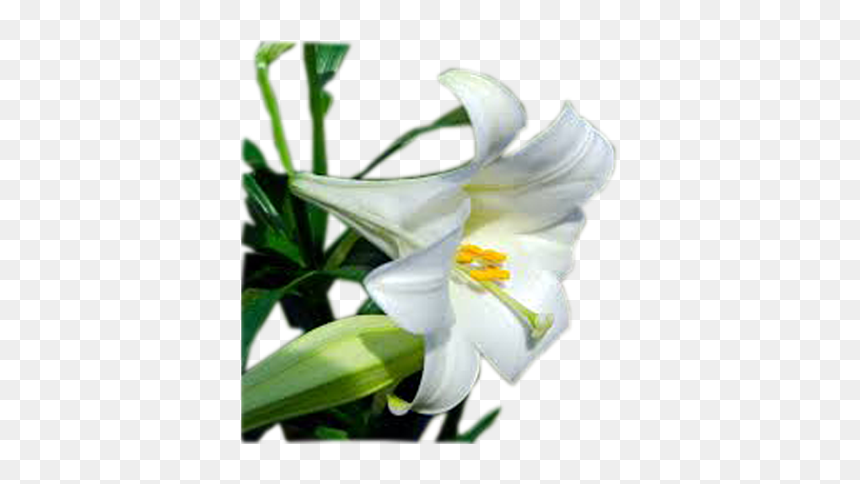 Easter Lily, HD Png Download - easter lilies png