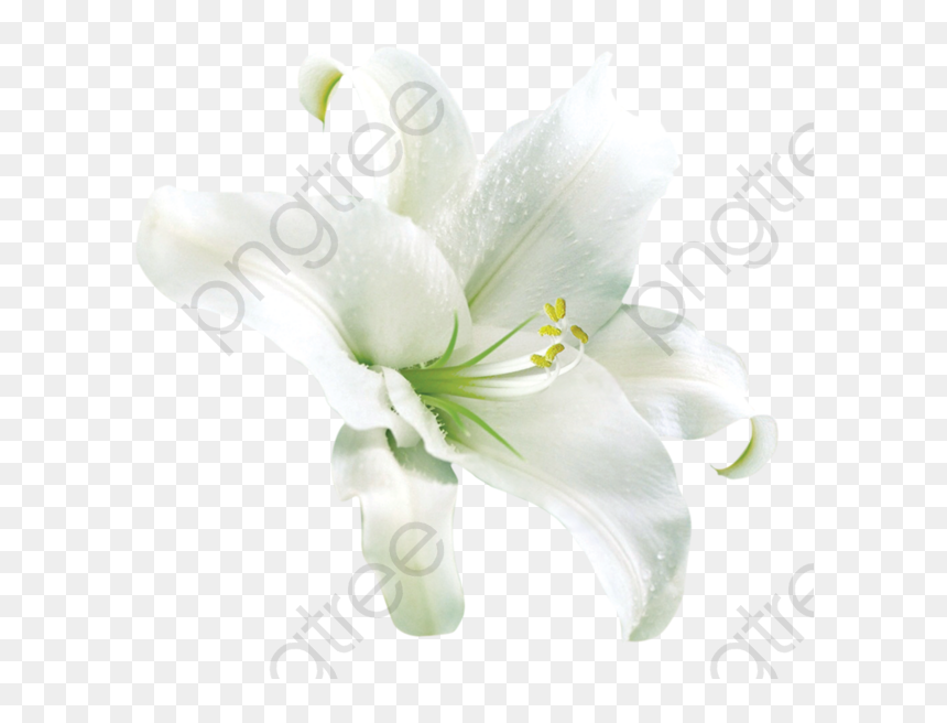 Lily, HD Png Download - easter lilies png