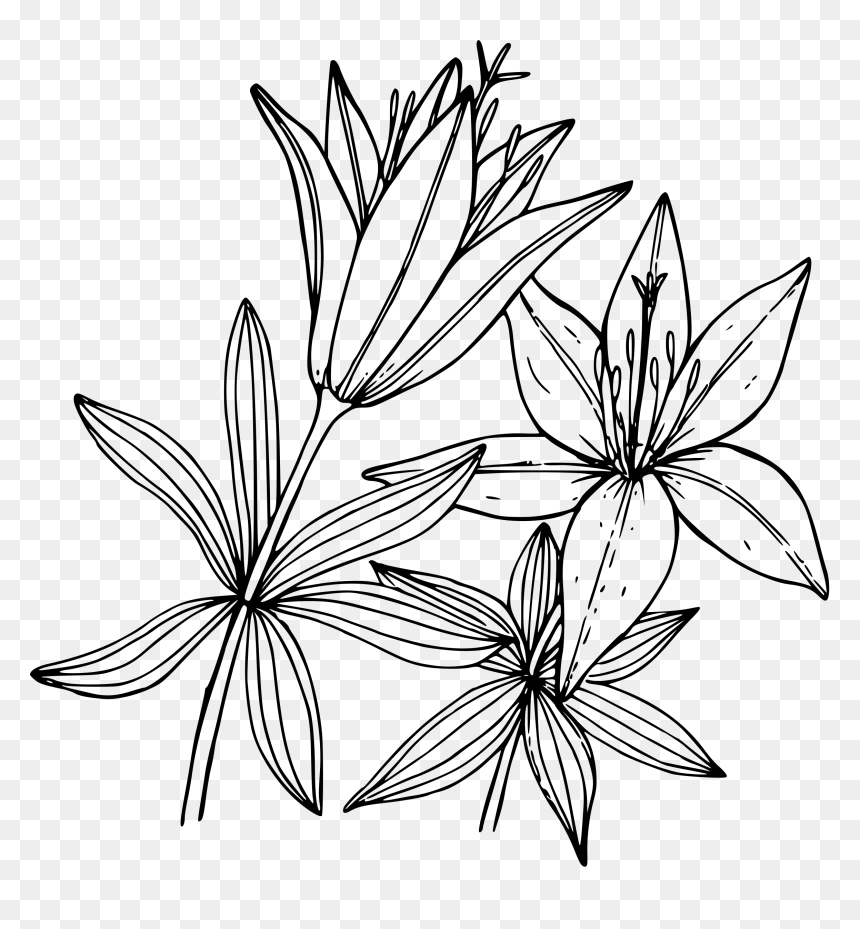 Transparent Lily Drawing Png, Png Download - easter lilies png