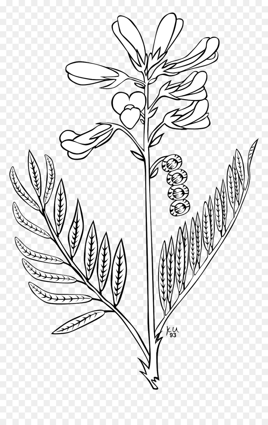 Flower Bud Png, Transparent Png - flower bud png