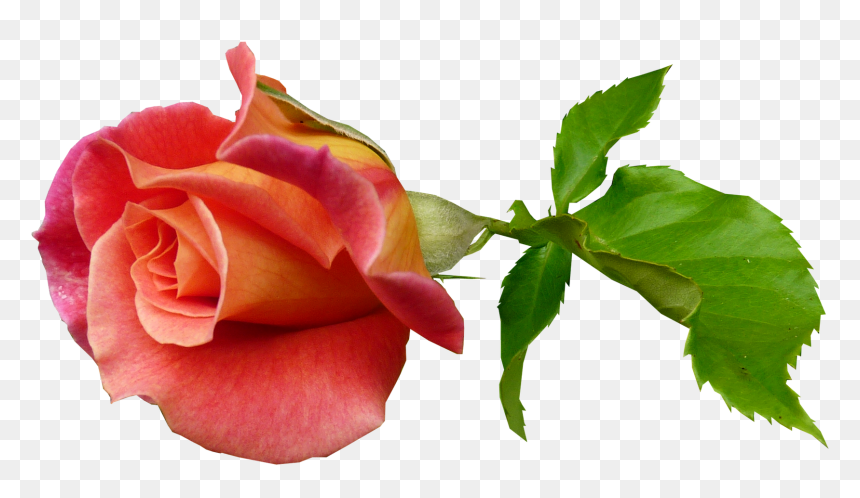 Stem Rose Bud, HD Png Download - flower bud png