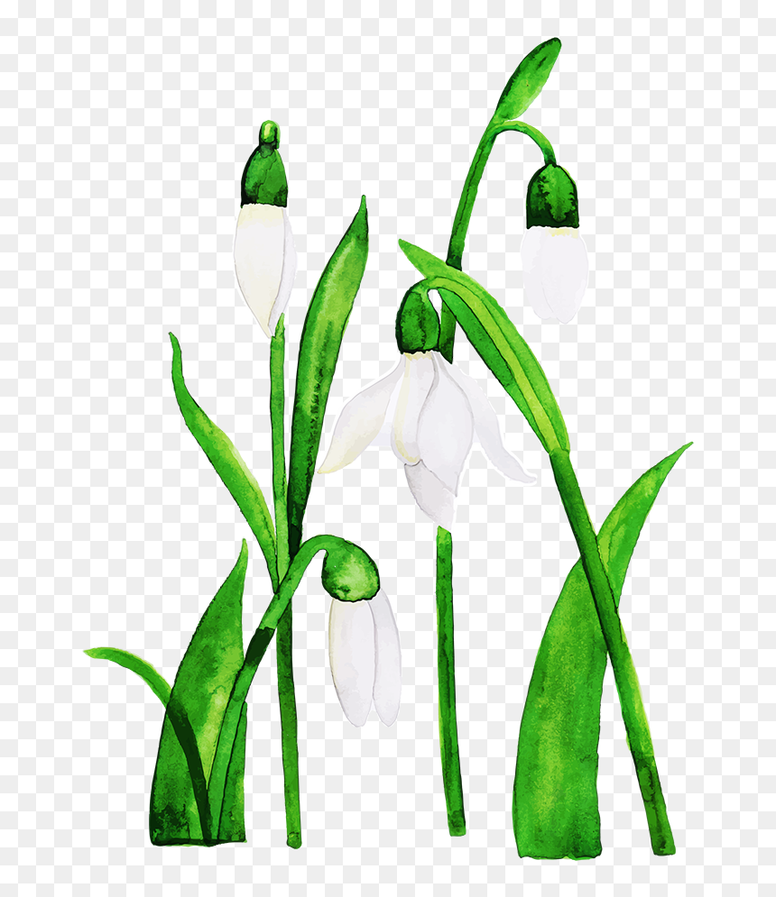 Snowdrop, HD Png Download - flower bud png