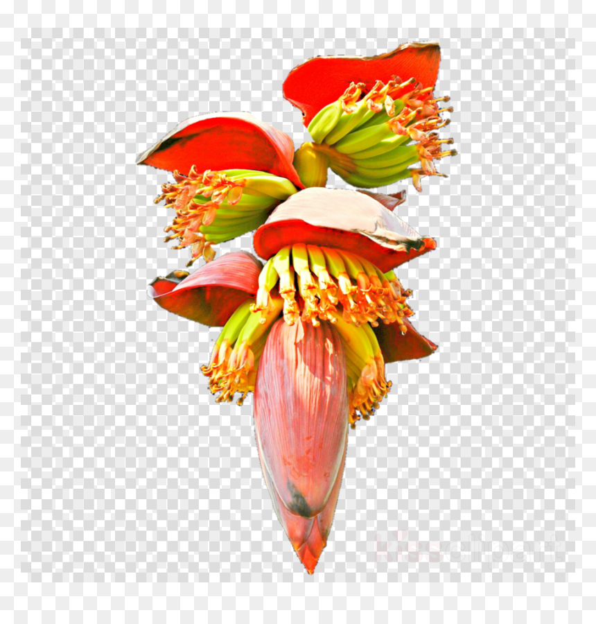 Transparent Dandelion Clipart, HD Png Download - flower bud png