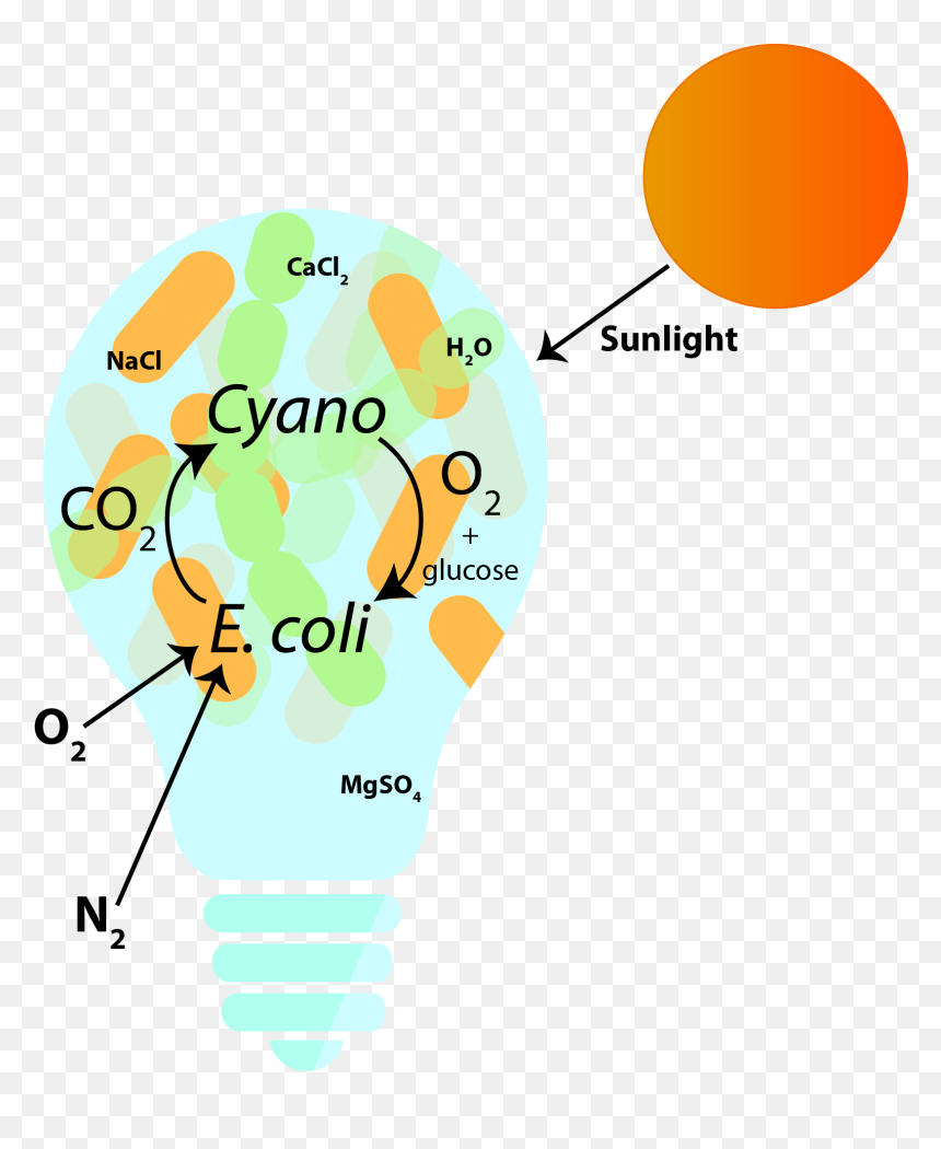 Diagram, HD Png Download - green light bulb png