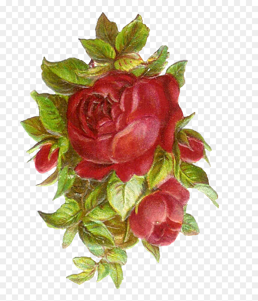 Garden Roses, HD Png Download - flower bud png