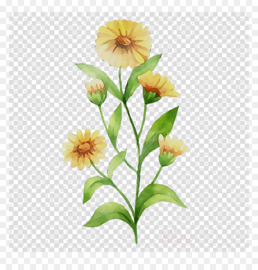 Drawing Of Fish In Aquarium, HD Png Download - flower bud png