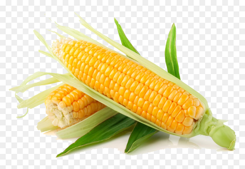 Corn Png, Transparent Png - corn kernel png