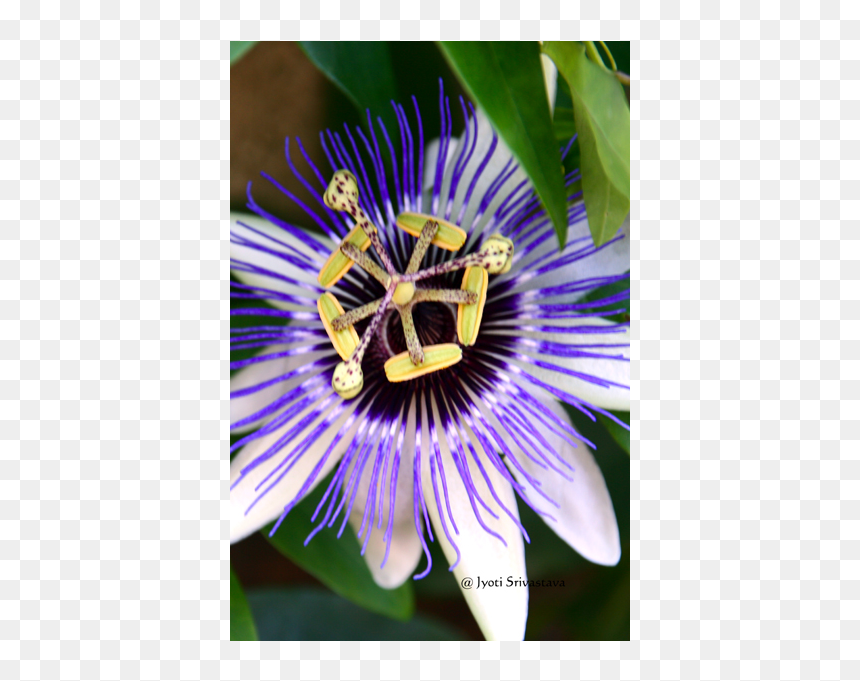 Purple Passionflower, HD Png Download - flower cross png