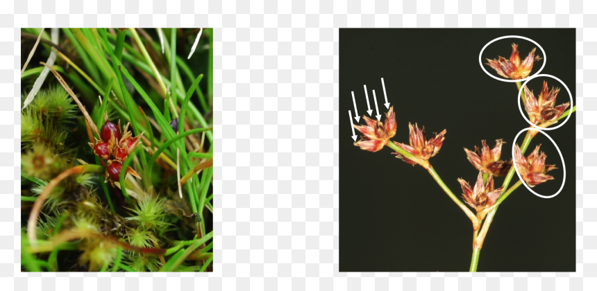 Ceratostylis, HD Png Download - flower cross png