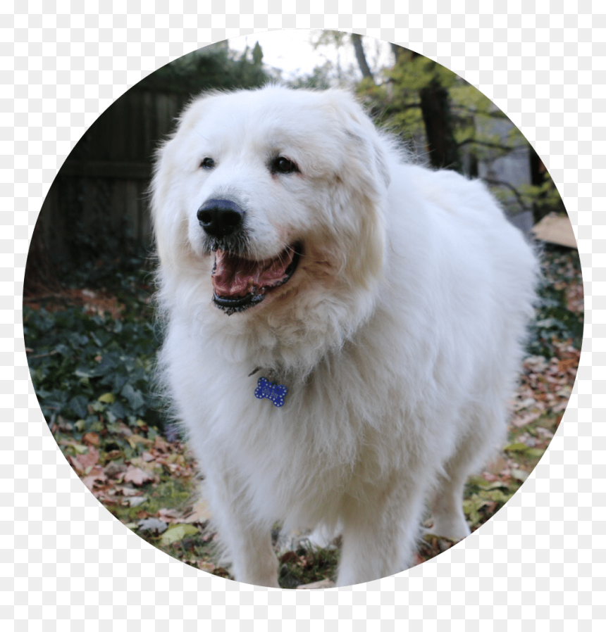 Great Pyrenees, HD Png Download - chilly willy png