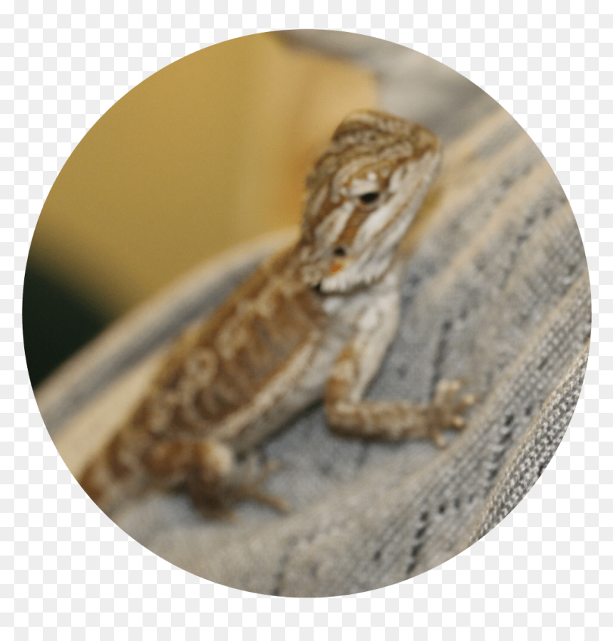 Common Chameleon, HD Png Download - chilly willy png